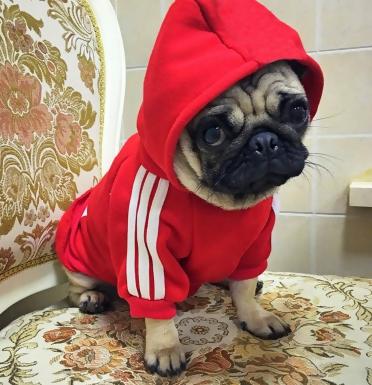Pet clothes.jpg