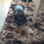 Thick Carpet for Living Room Plush Rug Children Bed Room Fluffy Floor Carpets Window Bedside Home Decor Rugs Soft Velvet Mat photo review